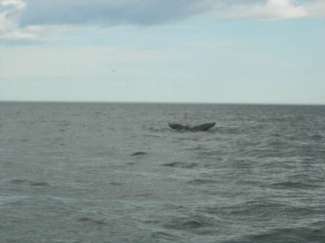 tadoussac 168.jpg